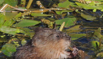 Biodiversité - Loutre