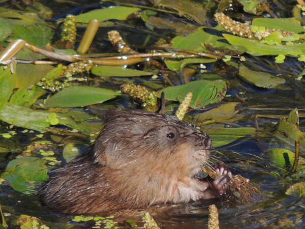 Biodiversité - Loutre