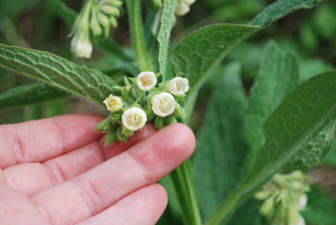 Symphytum officinale