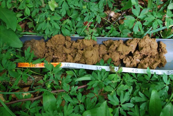 Carottage d’une zone humide potentielle