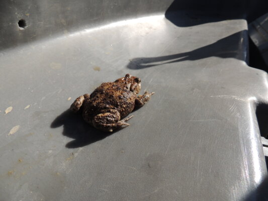 Biodiversité - Grenouille